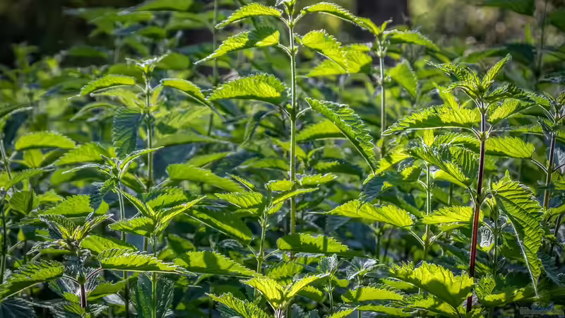 Gartendünger selbst herstellen: So machst du es richtig