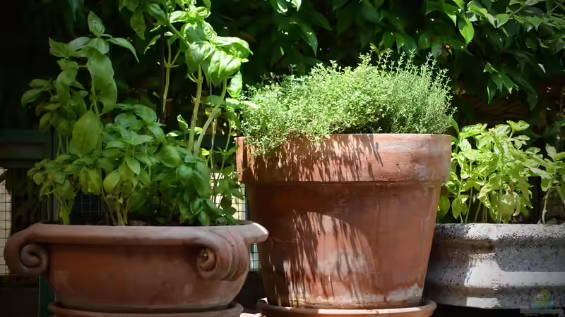 Gartenideen, die jede Umgebung verschönern