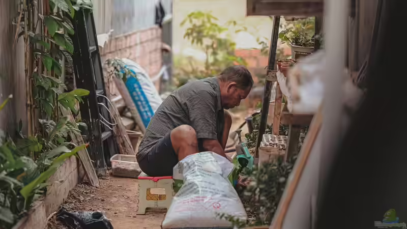 Gartenpflanzen im Winterquartier: Wichtige Pflegemaßnahmen