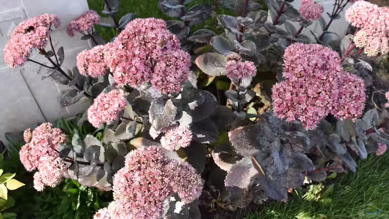 Gartenpflege im Herbst: Die Fetthenne 