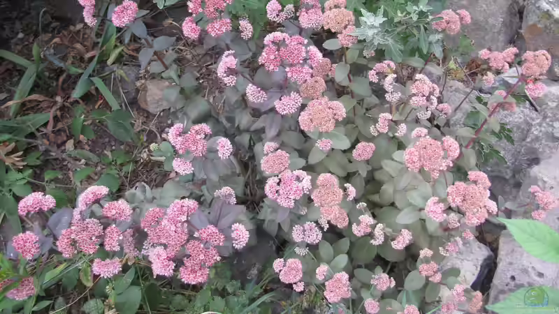 Gartenpflege im Herbst: Die Fetthenne 