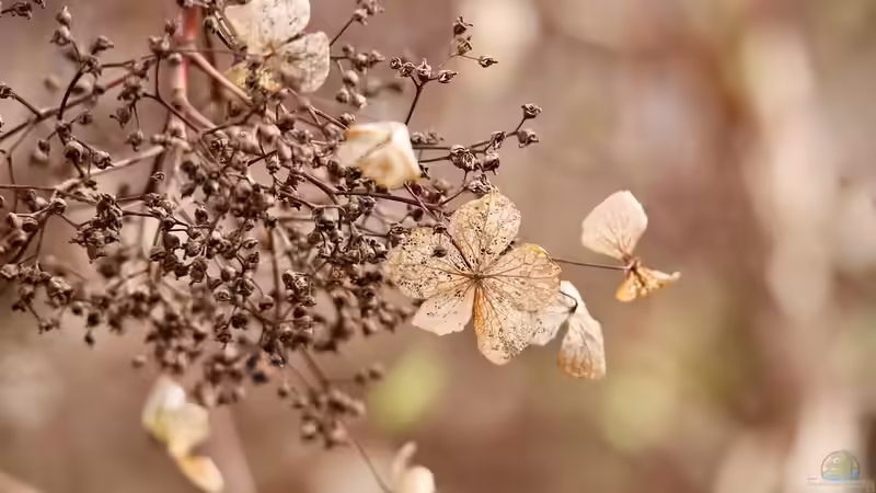Gartenpflege im Herbst: Hortensien