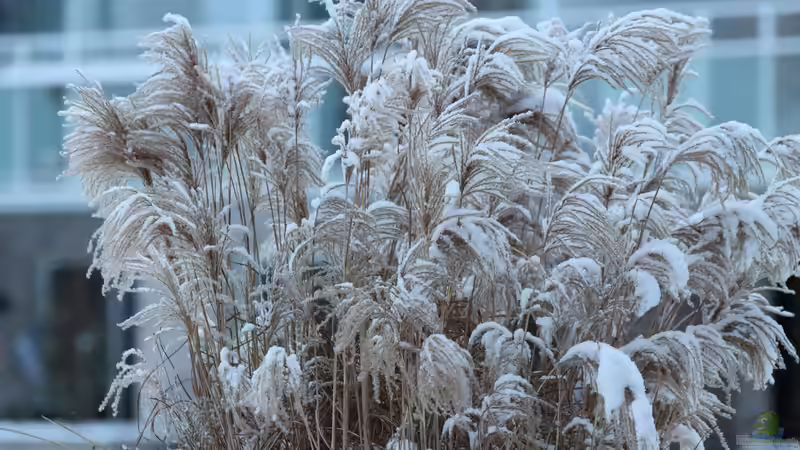 Gartenpflege im Herbst: Wann müssen Gräser zusammengebunden werden?