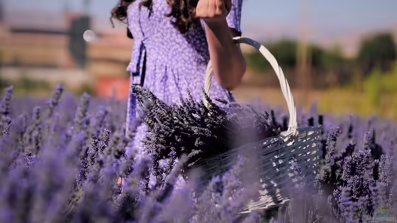 Gartenpraxis: Lavendel schneiden