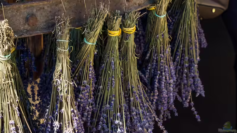 Gartenpraxis: Lavendel schneiden