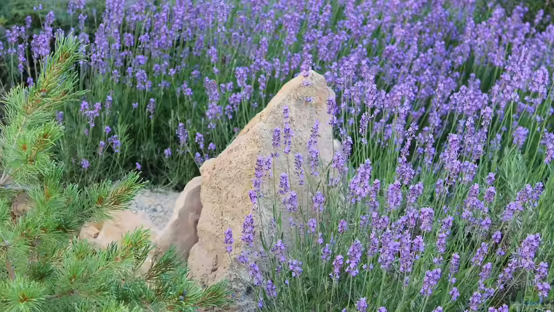 Gartenpraxis: Lavendel schneiden