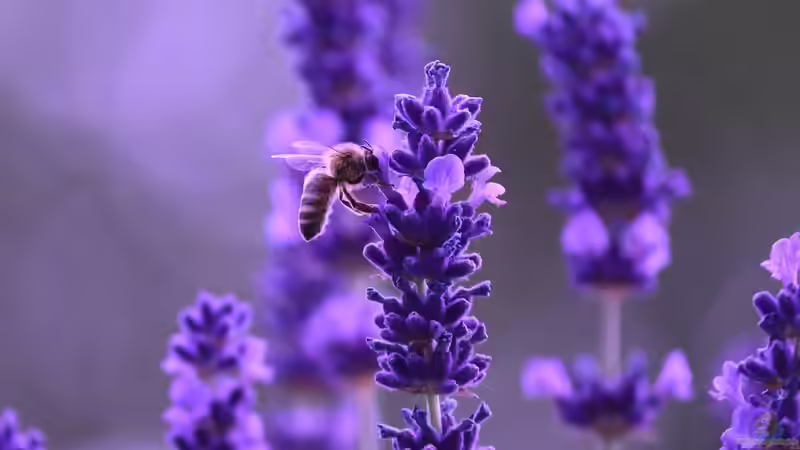 Gartenpraxis: Lavendel schneiden