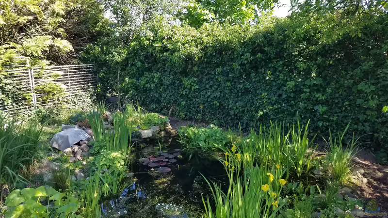 Gartenteich Werneke von Smo (1)