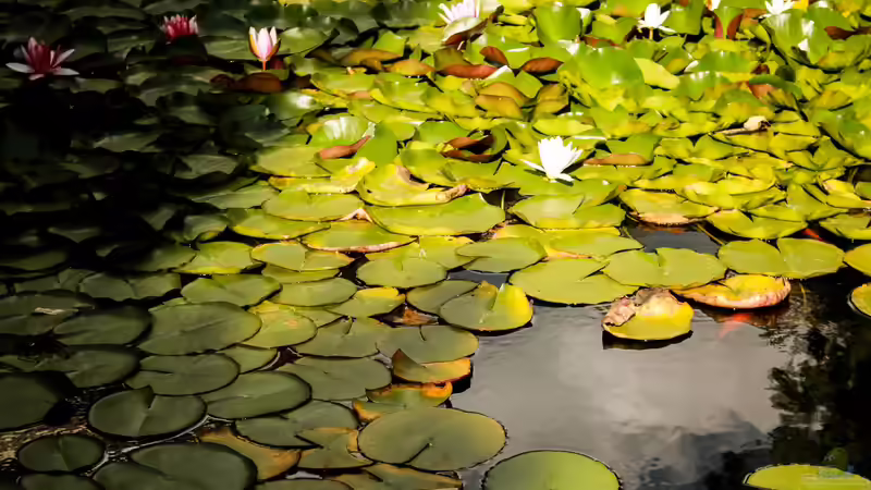 Gartenteiche in Hitzeperioden: Hohe Temperaturen als Belastungsprobe für den Teich