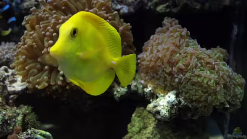 ´GAST´ Hawaidoc eines Freundes (Beckenumbau) von lex2lex (24)