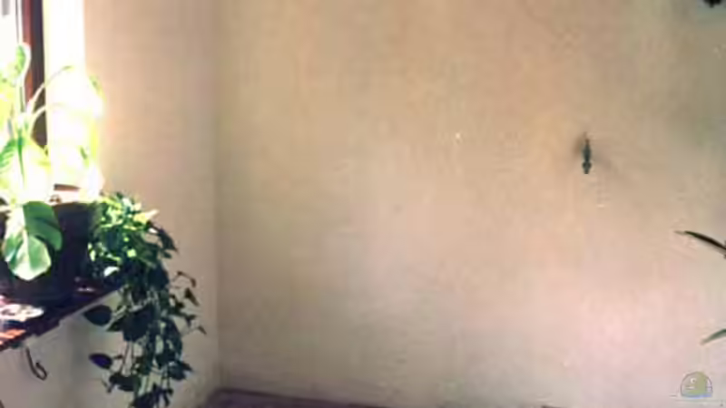 Gastartikel: Der Gartenteich im Wohnraum von Franz Lowak