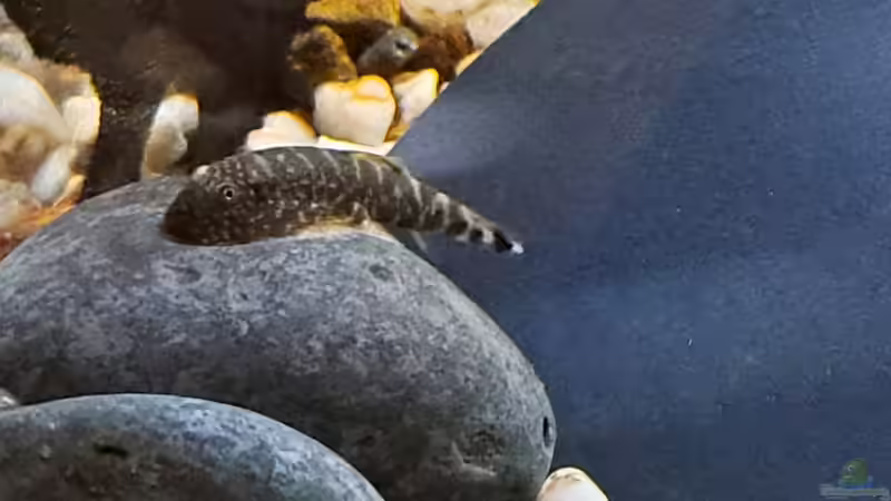 Gastromyzon Blue fin.  Farbe wechselt je nach Untergrund von okefenokee (33)