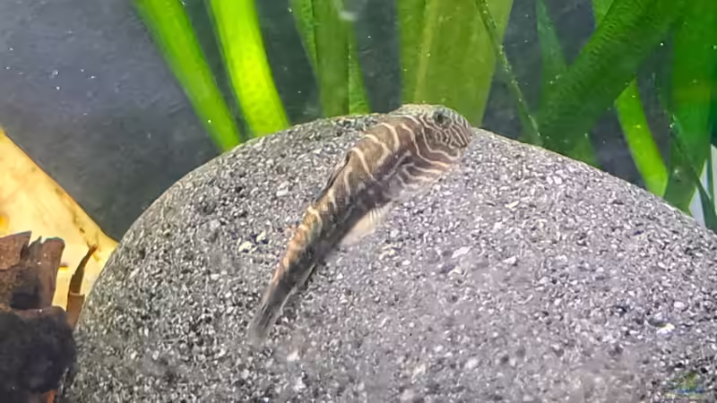 Gastromyzon Arten im Aquarium halten (Einrichtungsbeispiele für Flossensauger)