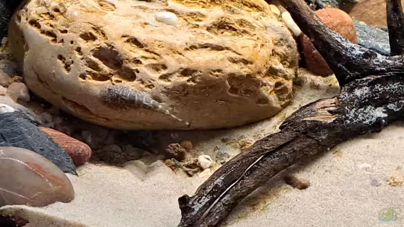 Gastromyzon blue tail von okefenokee (17)