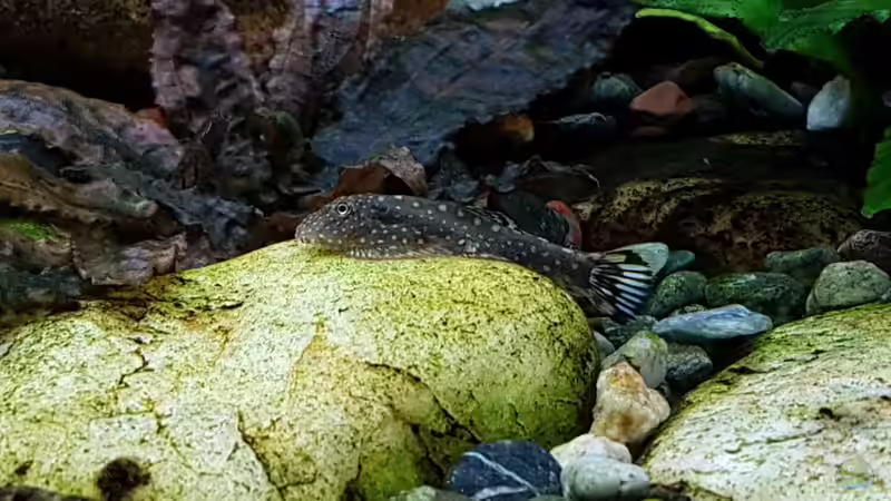 Gastromyzon ctenocephalus im Aquarium halten (Einrichtungsbeispiele für Stachelkopf-Flossensauger)