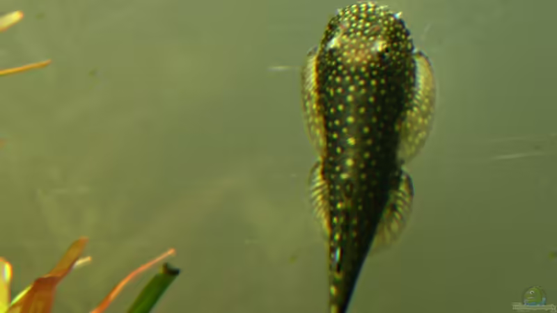 Gastromyzon ctenocephalus im Aquarium halten (Einrichtungsbeispiele für Stachelkopf-Flossensauger)