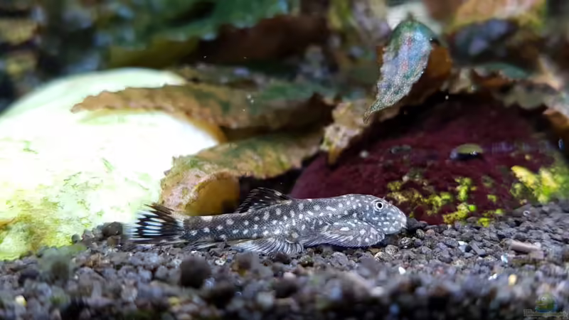 Gastromyzon punctatus / ctenocephalus (?) von YoshiMaus (49)