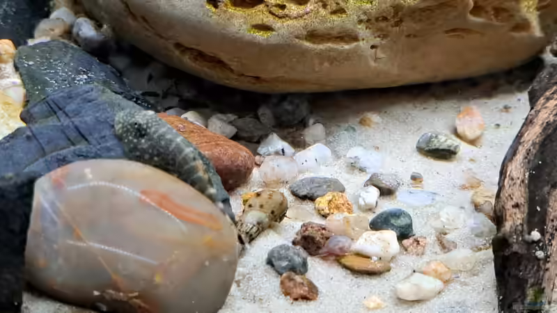 Gastromyzon spec. blue fin  14.01.2025 von okefenokee (31)