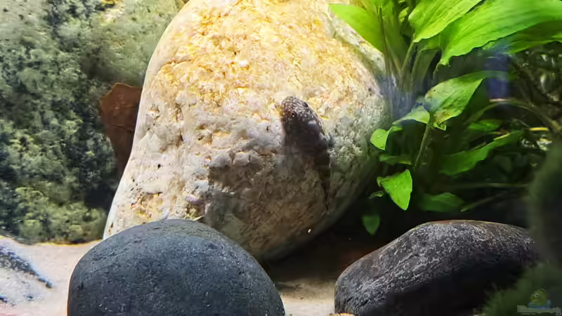 Gastromyzon spec. blue tail von okefenokee (19)