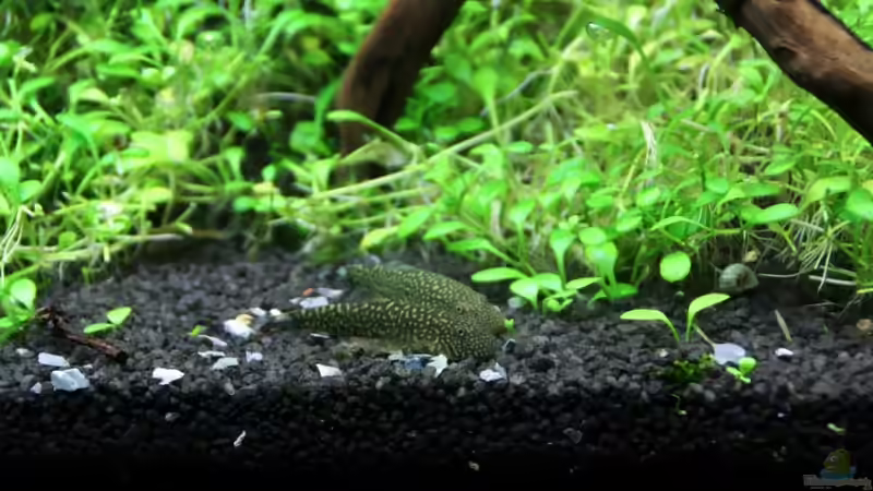 Gastromyzon Stellatus von Arami Gurami (22)