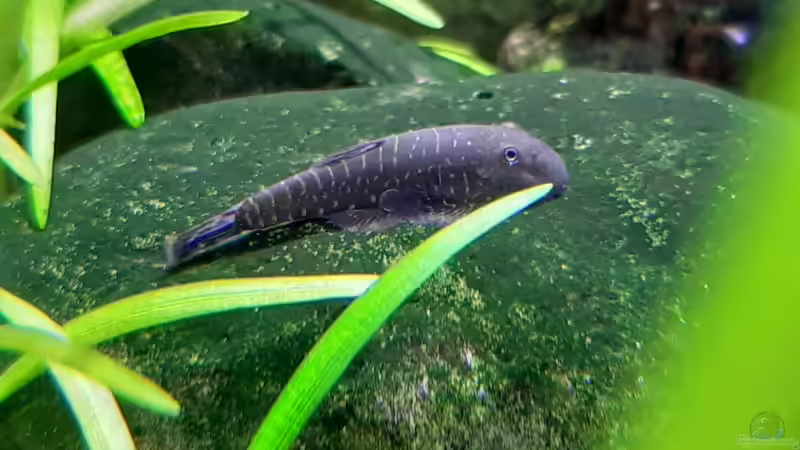 Gastromyzon viriosus von a2b-aquaristik (15)