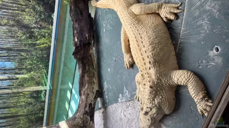 Gatorland in Florida – Ein Paradies für Reptilienfans