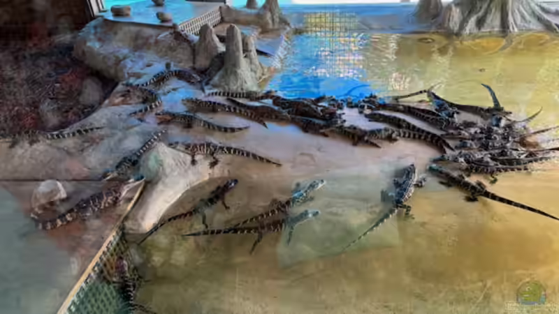 Gatorland in Florida – Ein Paradies für Reptilienfans