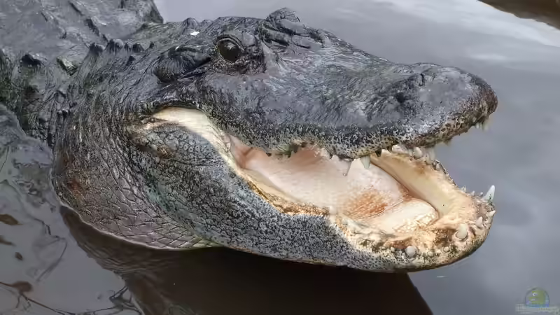 Gatorland in Florida – Ein Paradies für Reptilienfans