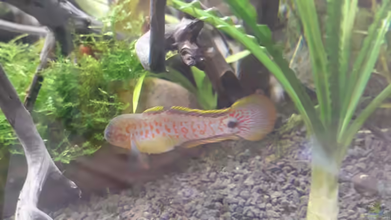 Gause vor der Dauerwellenhakenlilie von Glücksscherbe (6)