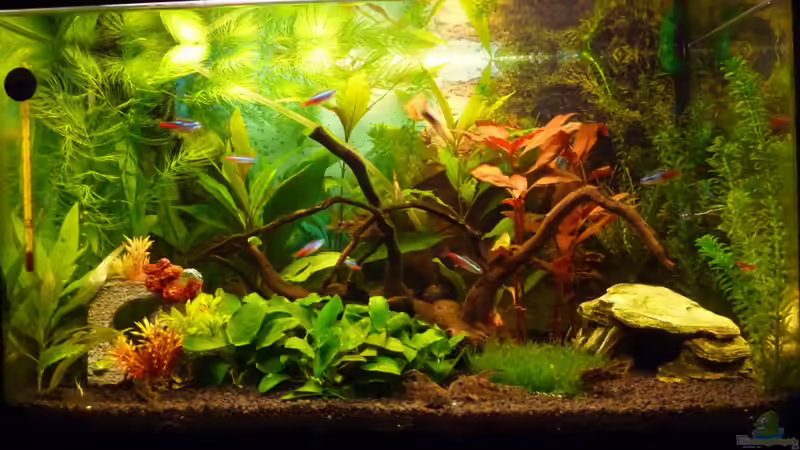 Geamtansicht  Januar 2012 von Noreia (4)