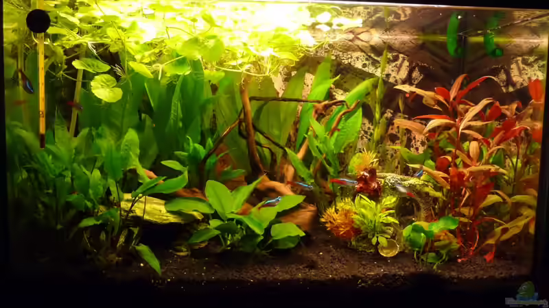 Geamtansicht  Januar 2013 von Noreia (1)