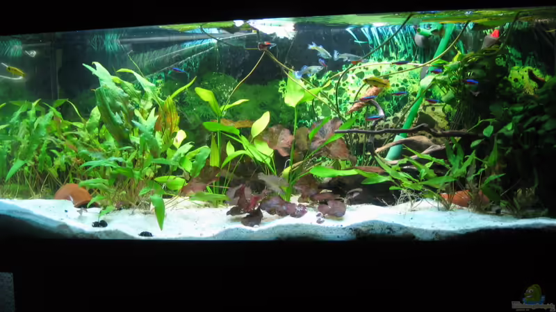 Geamtansicht von Robbi (1)