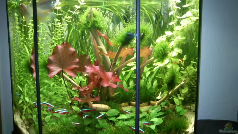 Geasmtansicht Mai 2013 von Martini