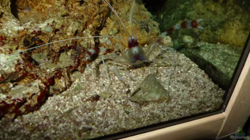 Gebänderte Scherengarnele von Flevus (34)