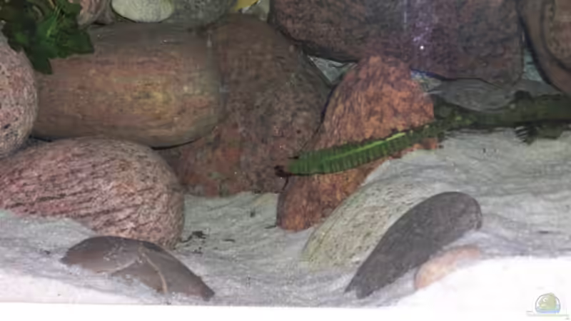 Gebirge links mit Unterwassergraben am morgen von Malawi TOM (28)