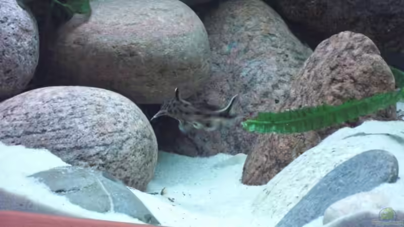 Gebirge links mit Unterwassergraben am Tag von Malawi TOM (30)