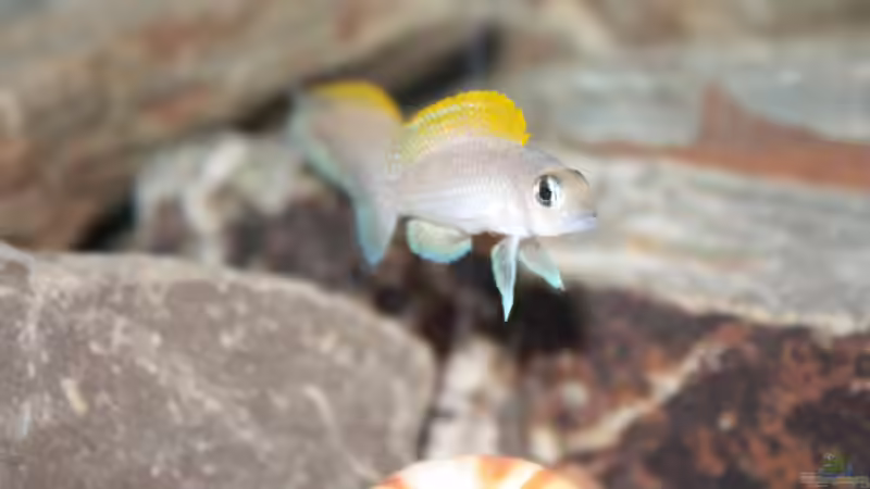 Geblitzdingst ^^ von Koehler (40)