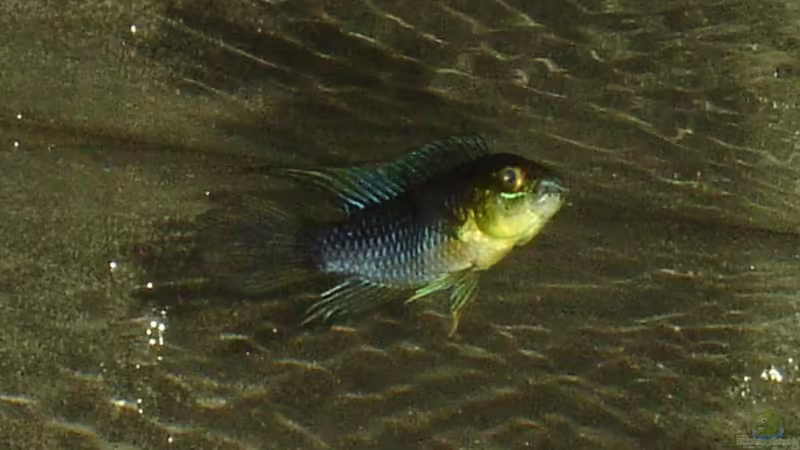 Geblitzdingst von Alfur (12)