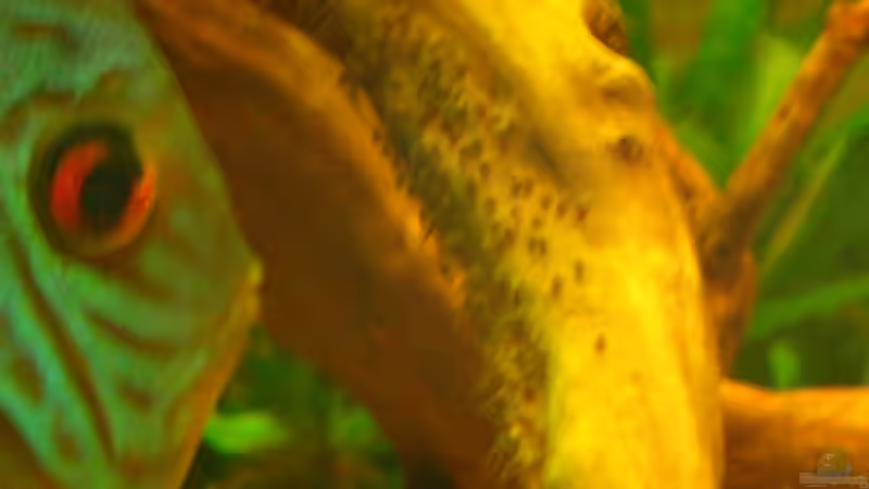 Geboren am 15.09.2009 von Eichi82 (29)