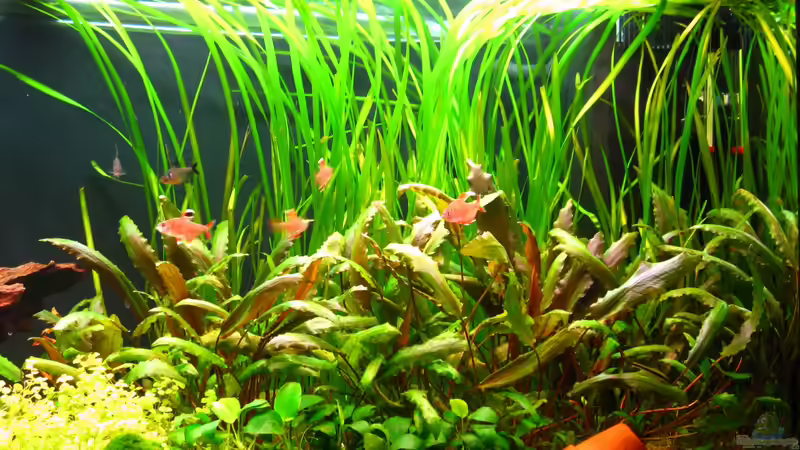 Gebüsch, ausbaufähig (9.1.2013) von NicoleZH (7)