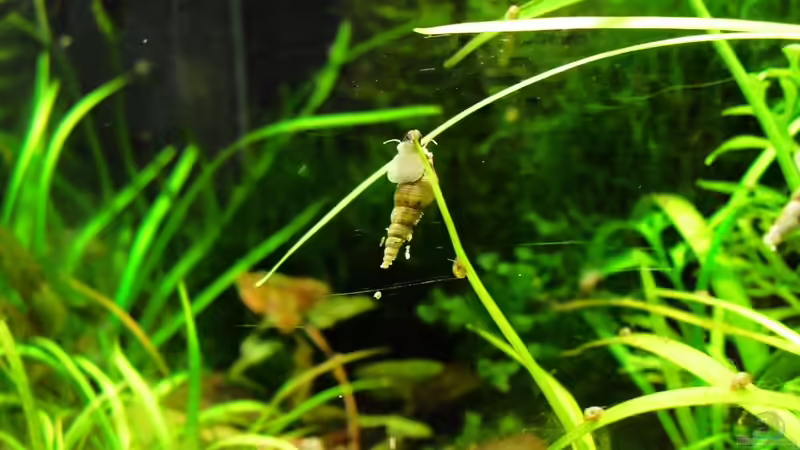 Geburt von Mario74 (17)