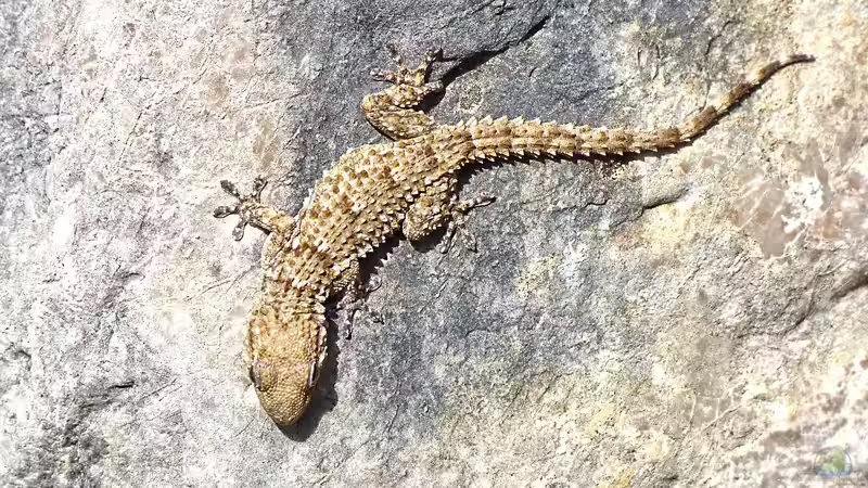 Geckos - Faszinierende Echsen für das Terrarium