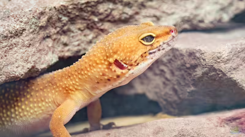 Geckos - Faszinierende Echsen für das Terrarium