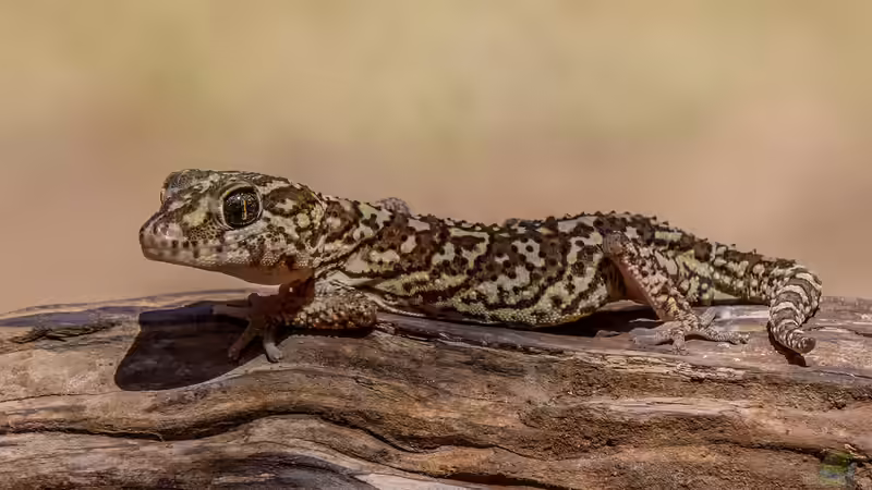 Geckos - Faszinierende Echsen für das Terrarium