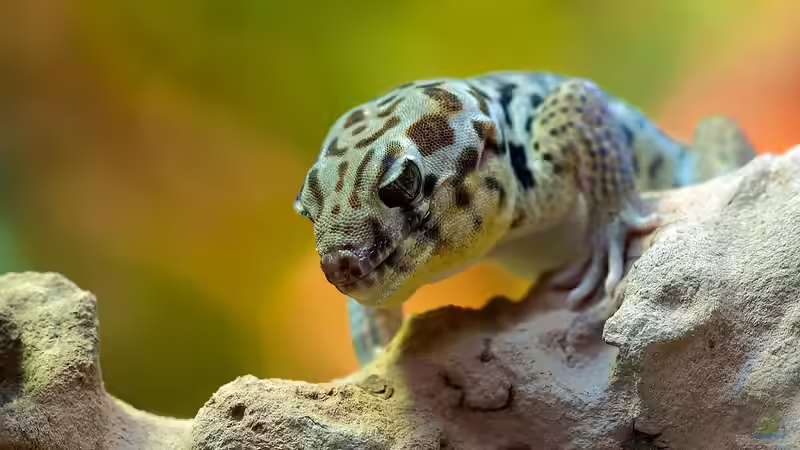 Geckos - Faszinierende Echsen für das Terrarium