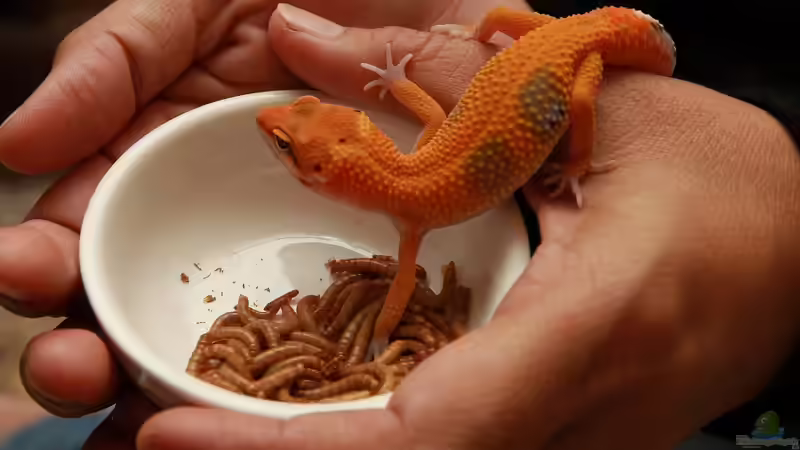 Geckos - Faszinierende Echsen für das Terrarium