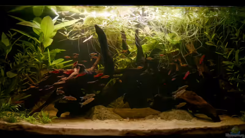 Gedämpftes Licht von jkrt (2)