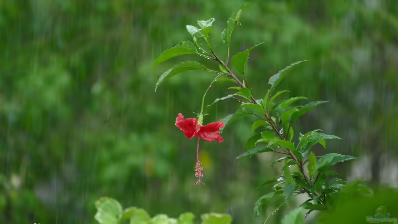 Geduld ist gefragt: Winterschaden oder Spätzünder?