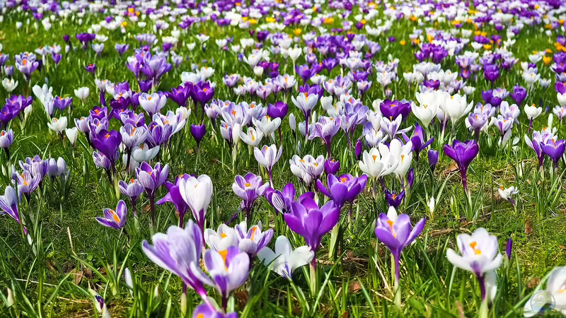 Geduld ist gefragt: Winterschaden oder Spätzünder?