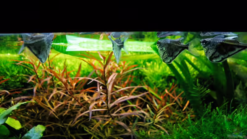 geduldige Jäger... von Simon John (9)